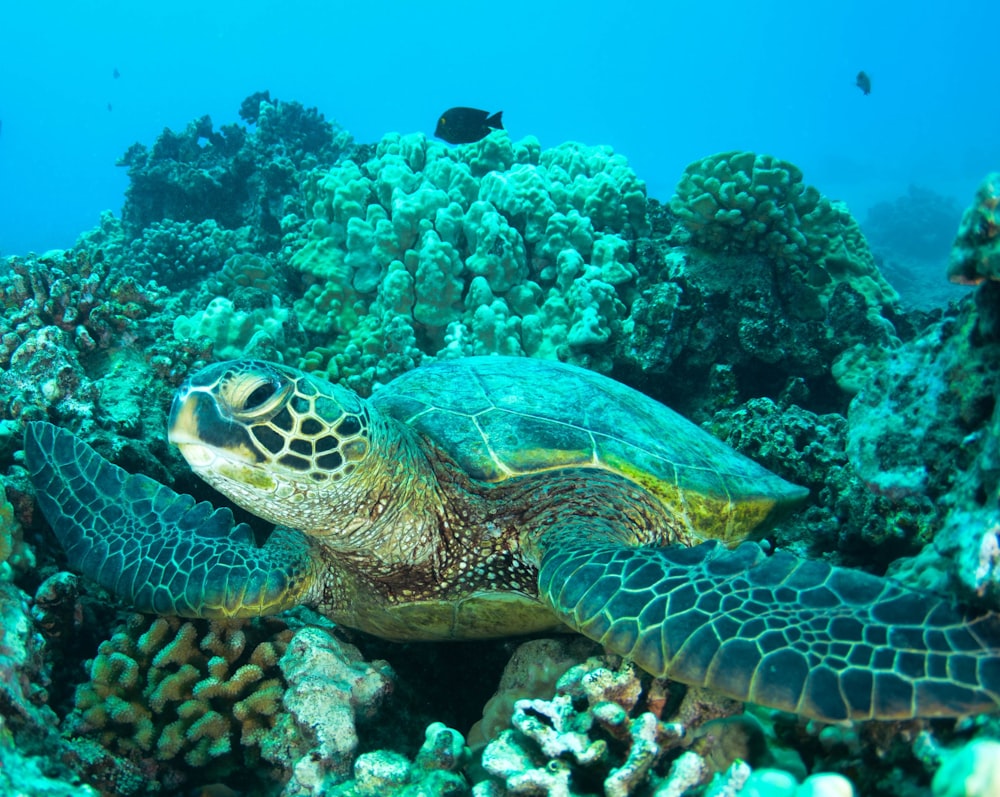 underwater photography of turtle on coral reefs_HIDOA