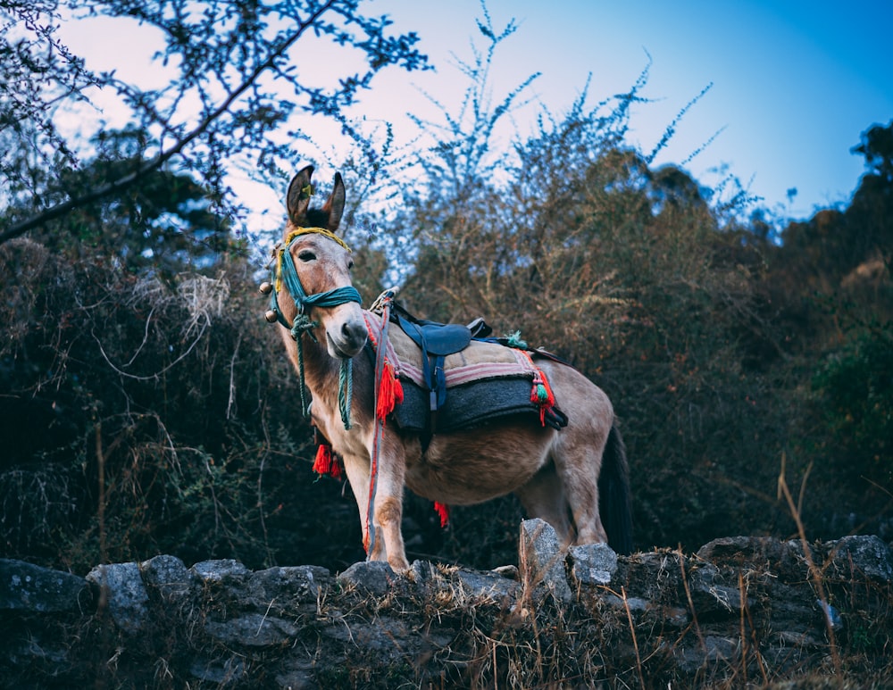 brown donkey standing near tree