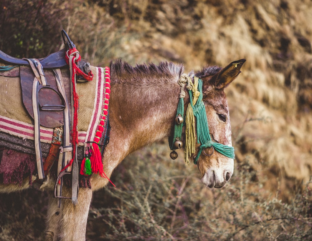 burro marrón