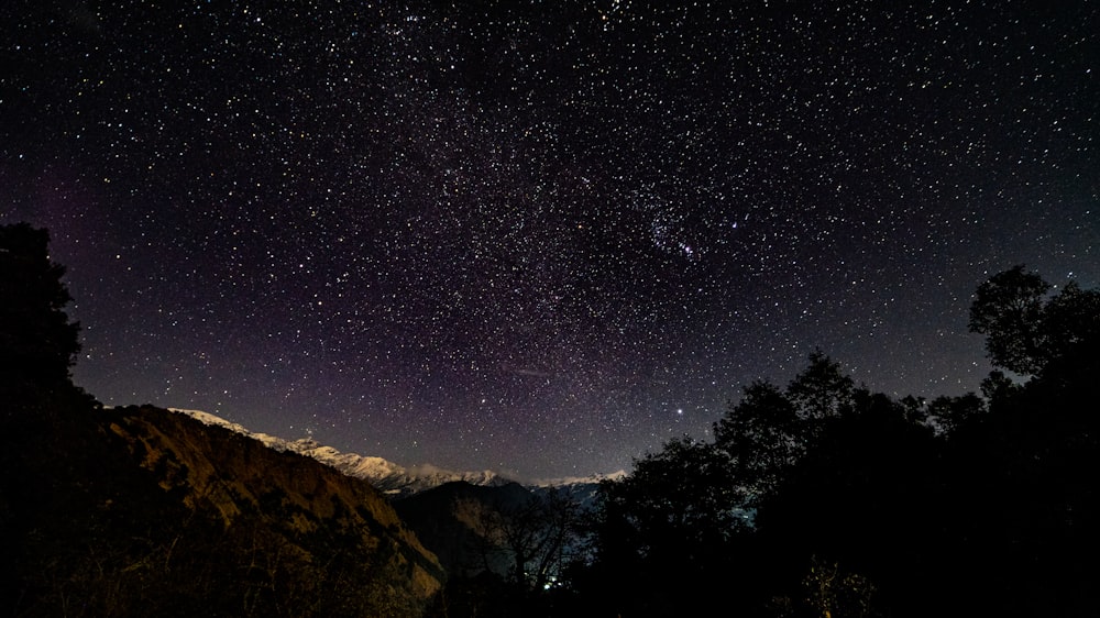 silhouette of trees during nighttime