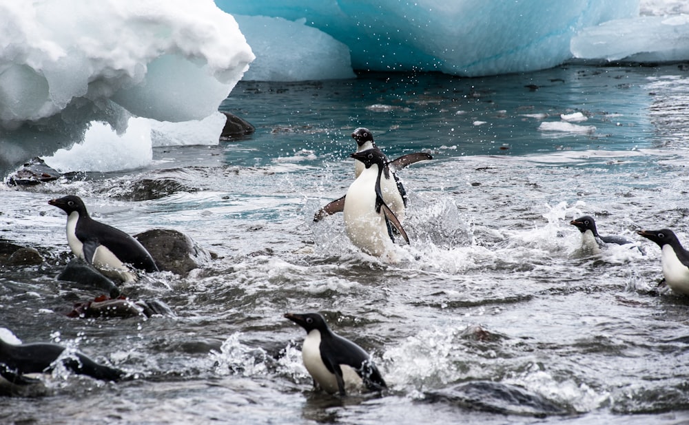 Bandada de pingüinos nadando en un cuerpo de agua