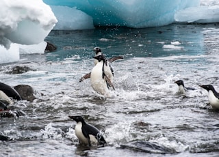 flock of penguin swimming in body of water