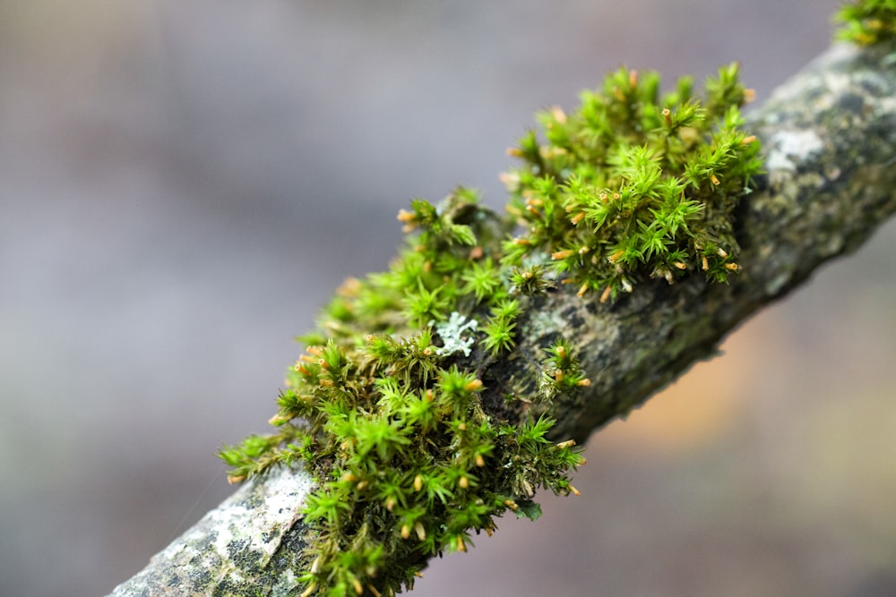 green-leafed plant