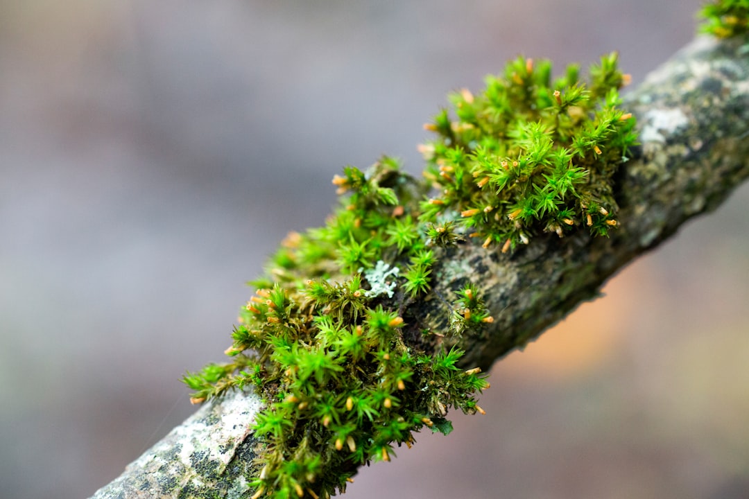 green-leafed plant