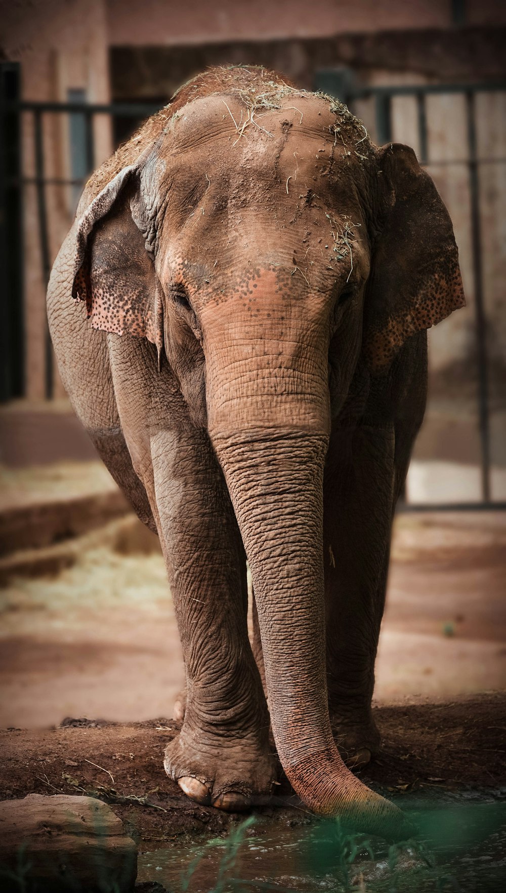 wildlife photography of gray elephant