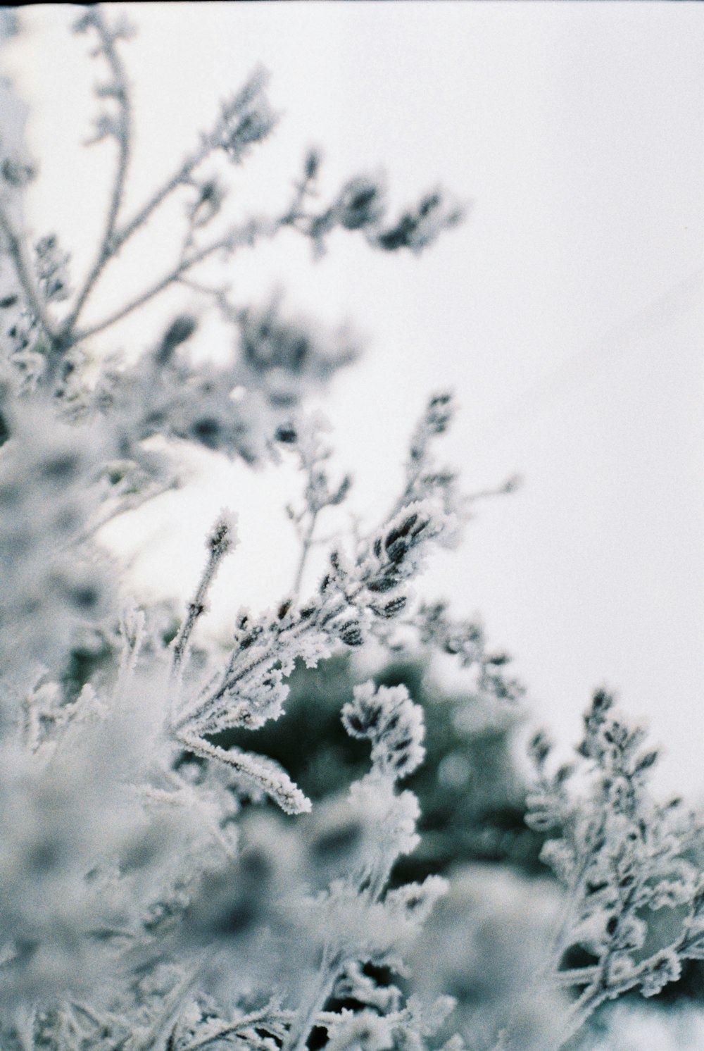 white leafed tree during daytime