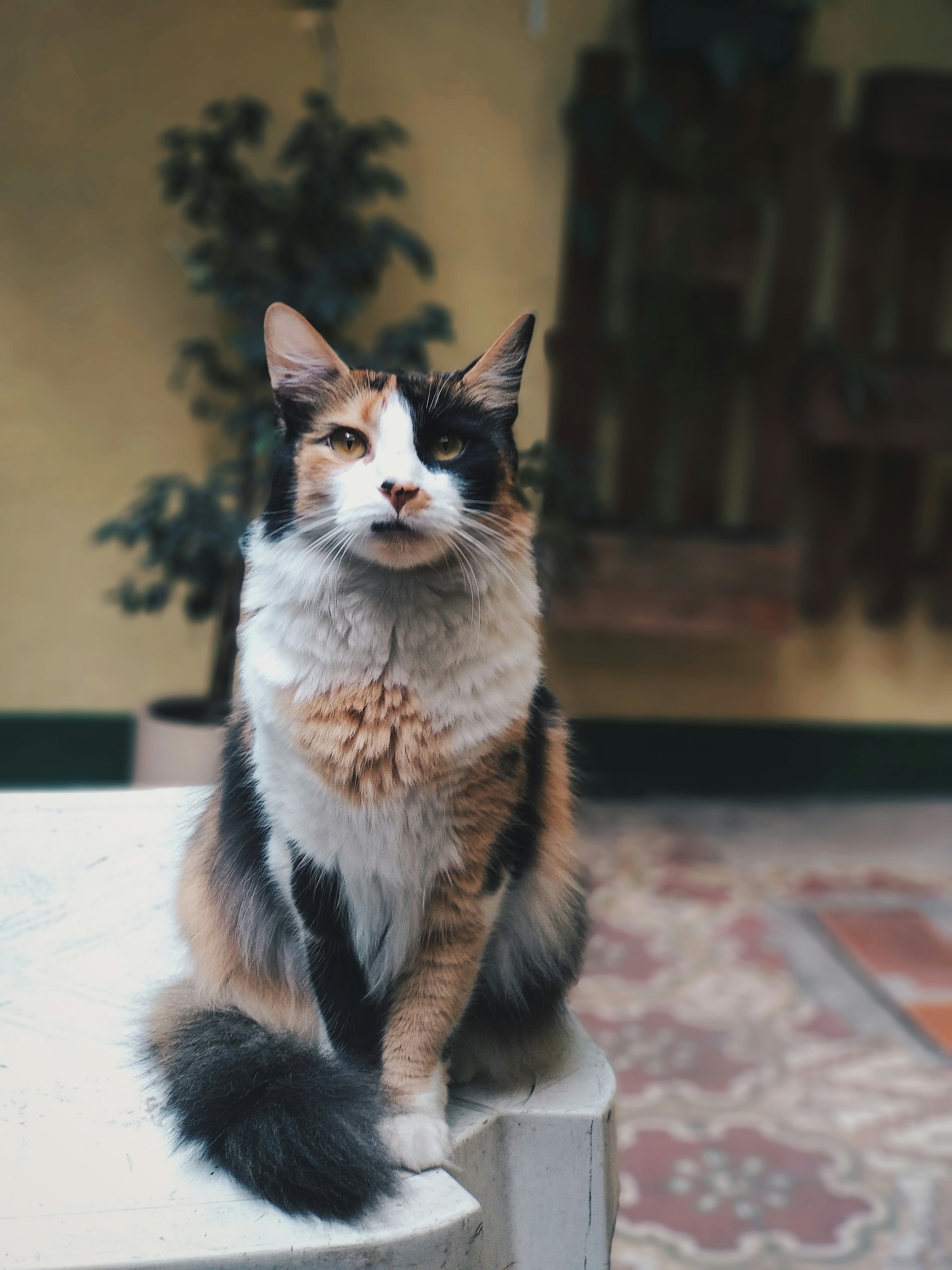 White fluffy cat sitting at dinner table with stoic expression looking at camera