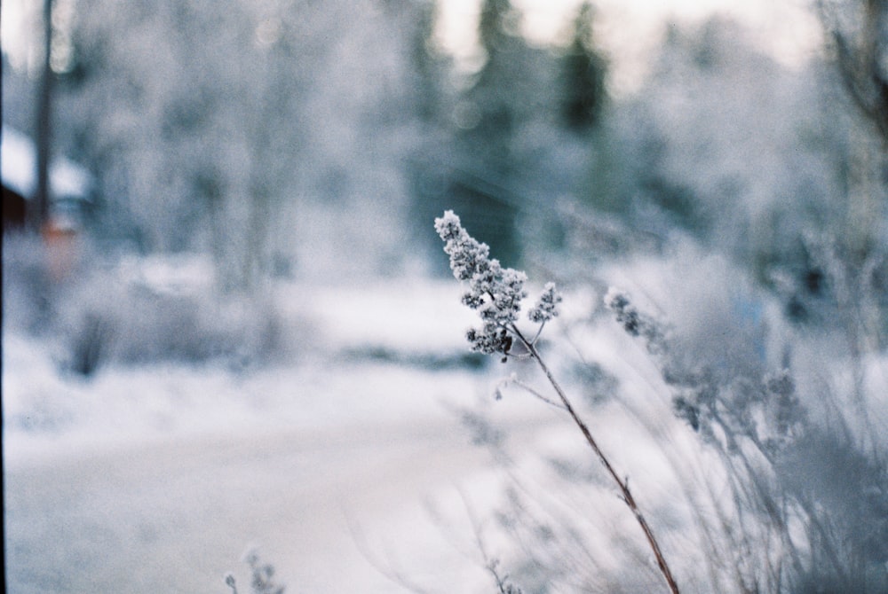 grama durante o inverno