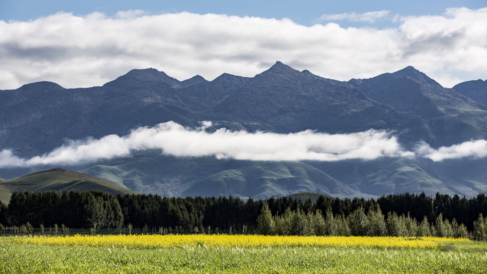 green-leafed trees near mountain