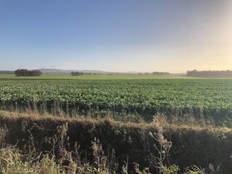 A vast, lush green field stretches into the distance with rows of crops under a clear blue sky. Wind turbines are visible on the horizon, surrounded by sparse trees. The lighting suggests late afternoon or early evening, giving a warm and peaceful ambiance.