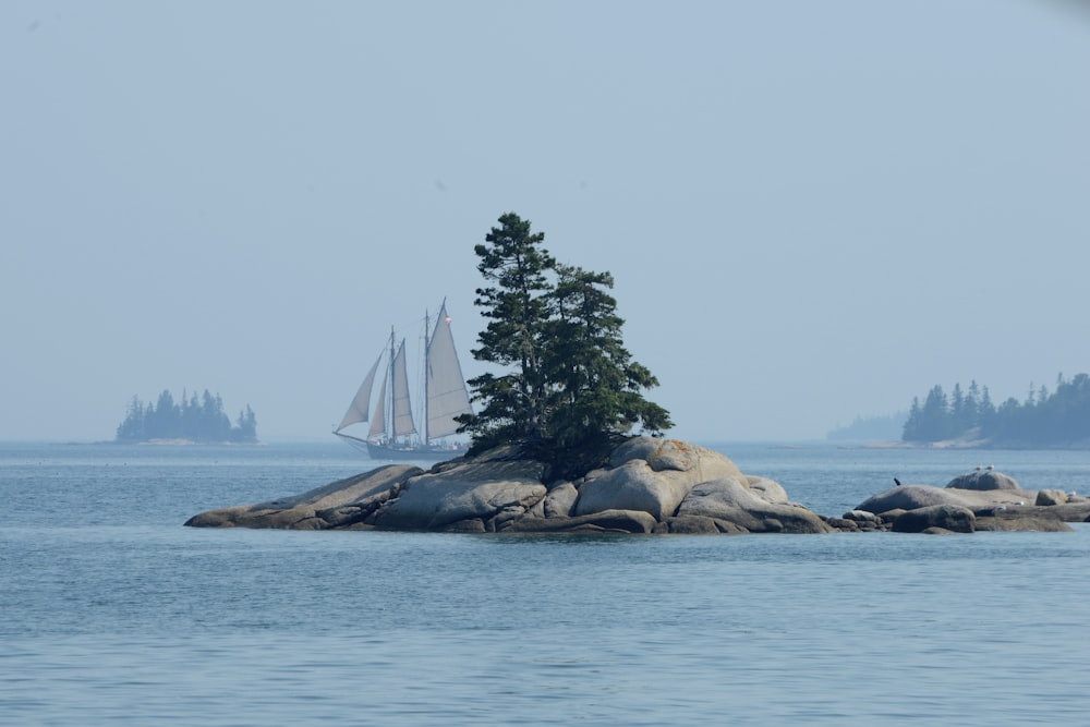 tree on island during daytime