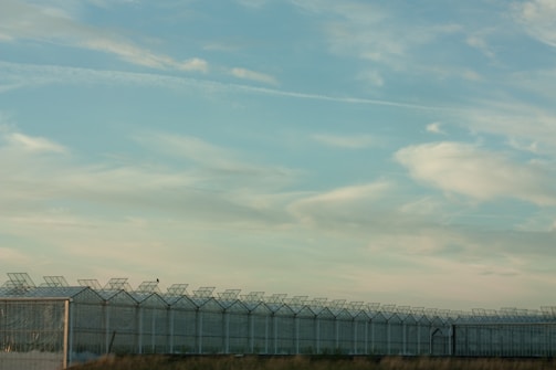 A series of large, industrial greenhouses with glass panels and a wire fence surround a vast area beneath an expansive, partly cloudy sky. The structure is situated in an open field, indicating an agricultural or botanical setting.