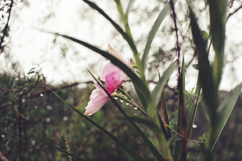 pink-petaled flower