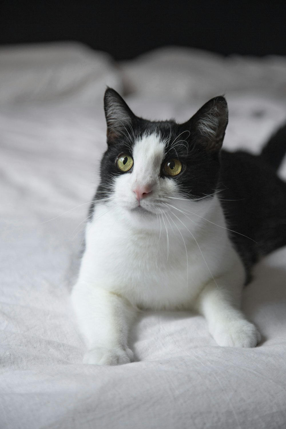 gato preto e branco de pele curta no colchão branco