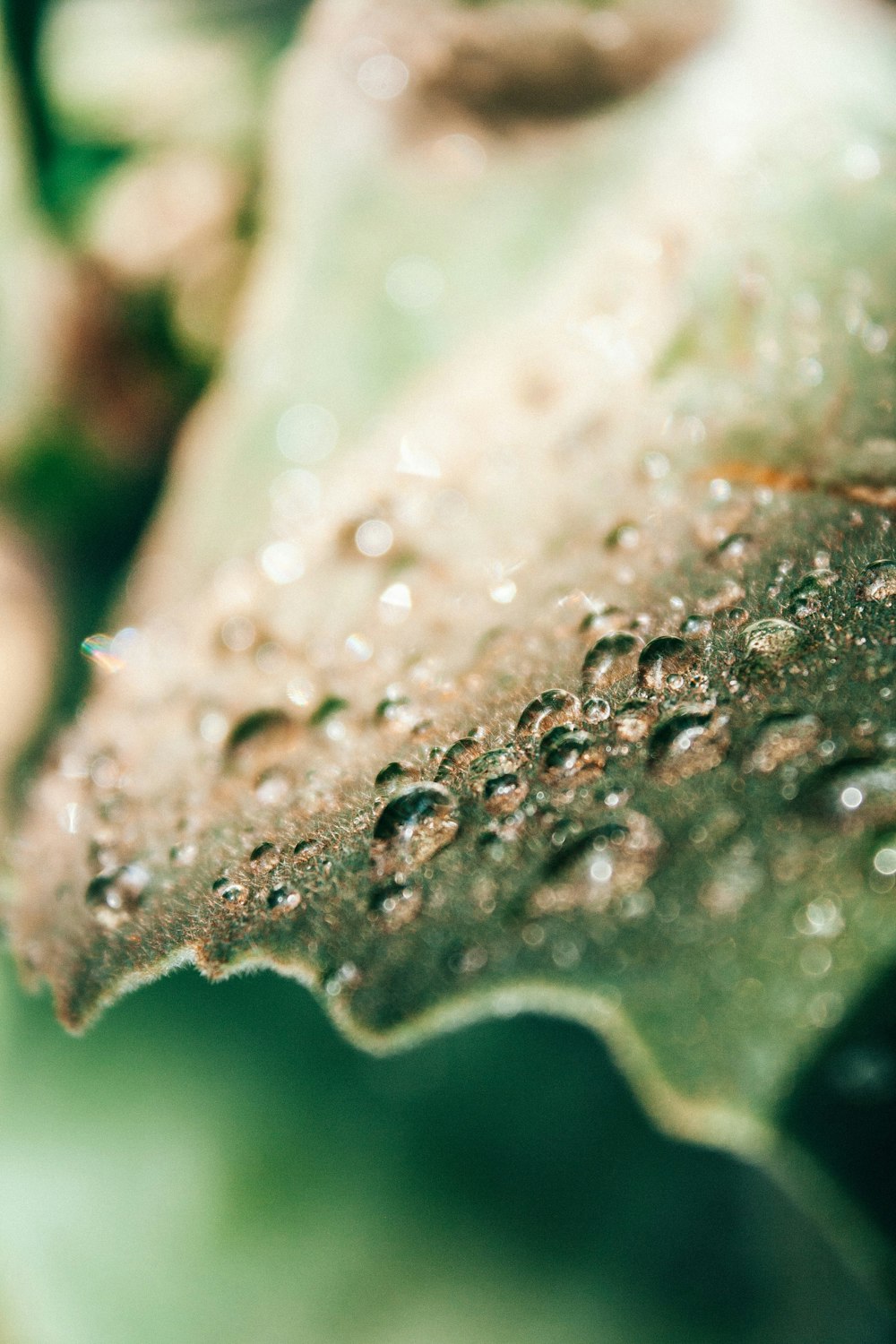 water drops on green leaf