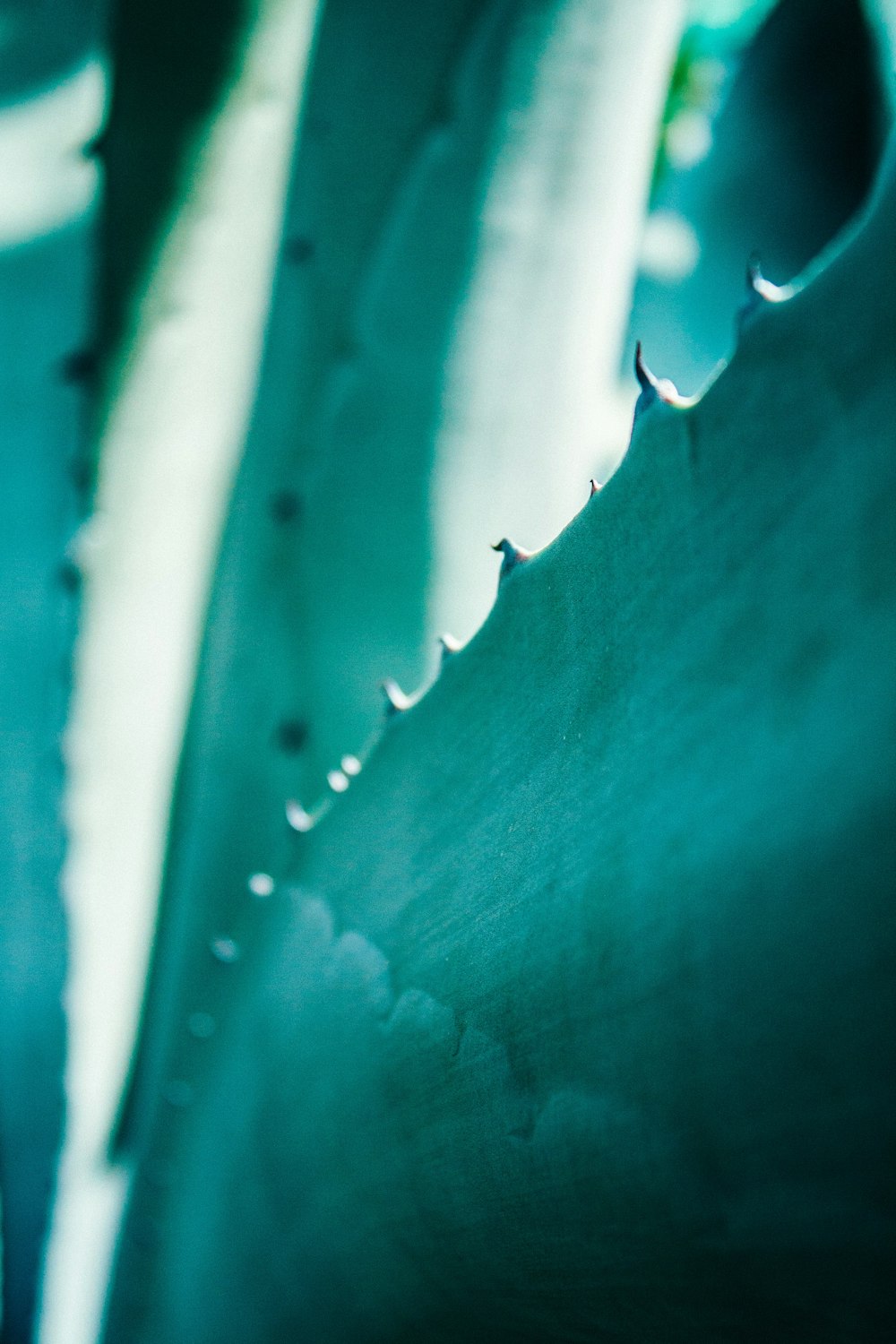 green cacti closeup photography