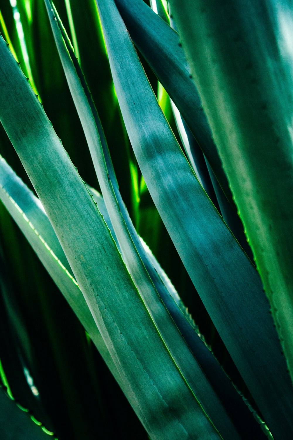 closeup photography of green-leaf plants