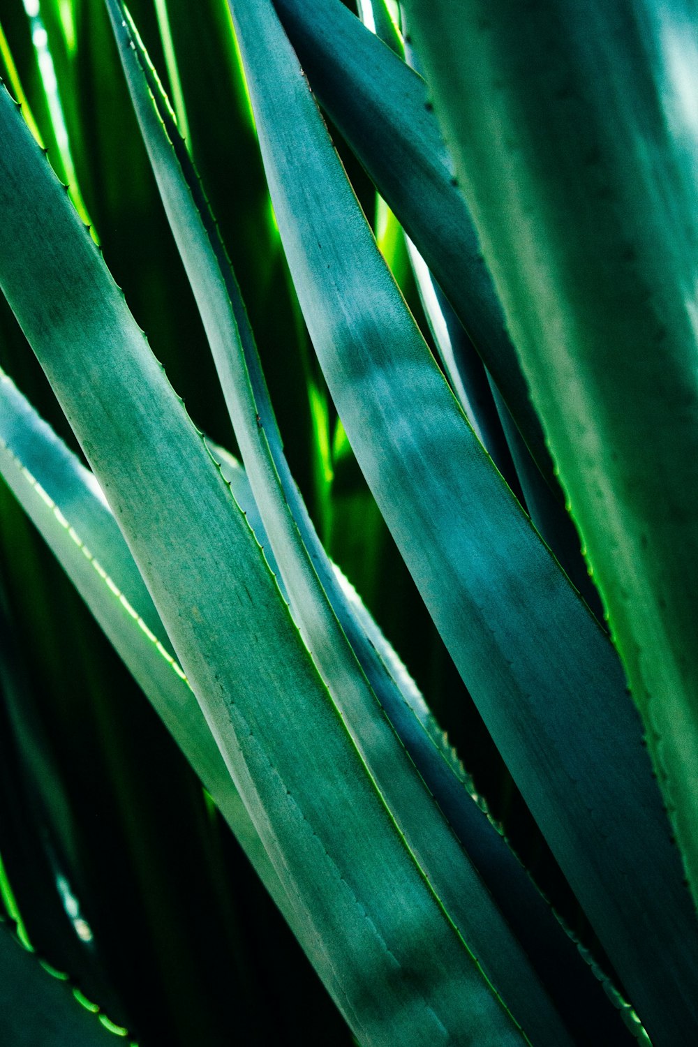 緑の葉の植物のクローズアップ写真