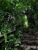 A peaceful forest trail leading to the Casa Bambu, framed by tall trees.