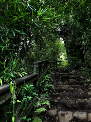 A peaceful forest trail leading to the Casa Bambu, framed by tall trees.