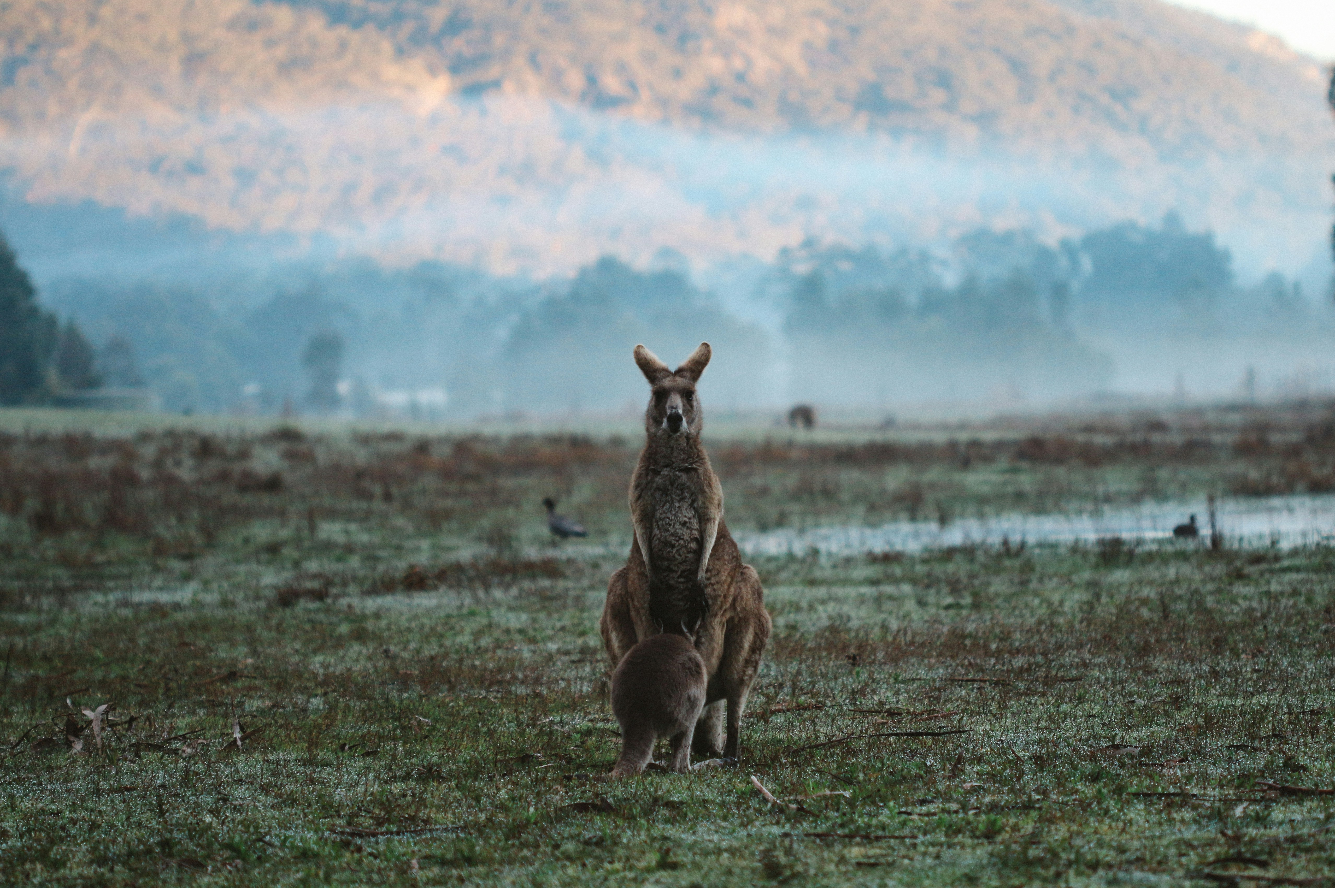 two kangaroos on green grass field