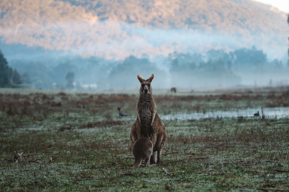 two kangaroos on green grass field