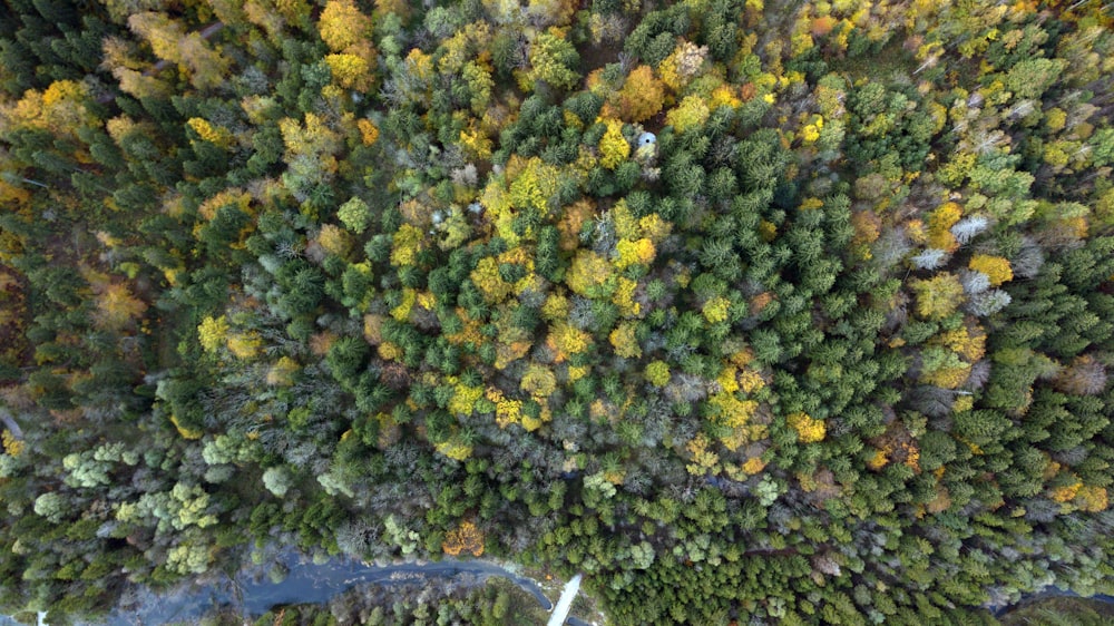 aerial photography of trees