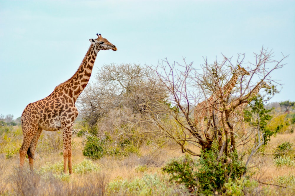 three giraffe on brown and green grass under white sky