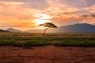 tree between green land during golden hour