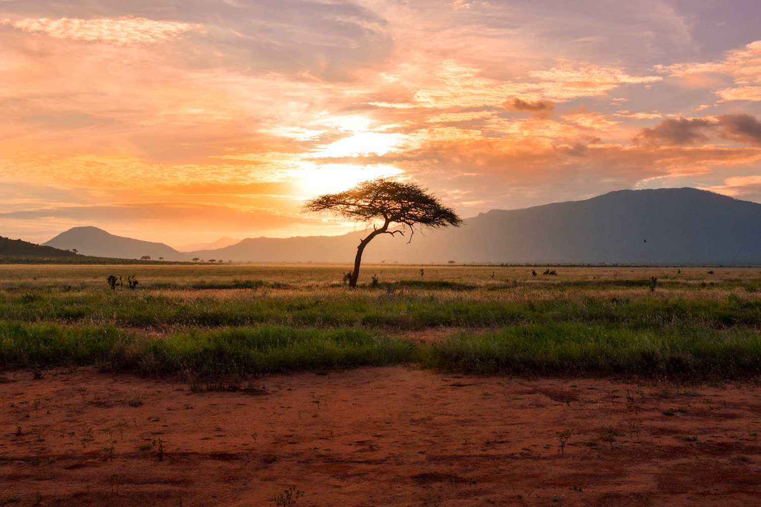Wildlife on the open Serengeti plains