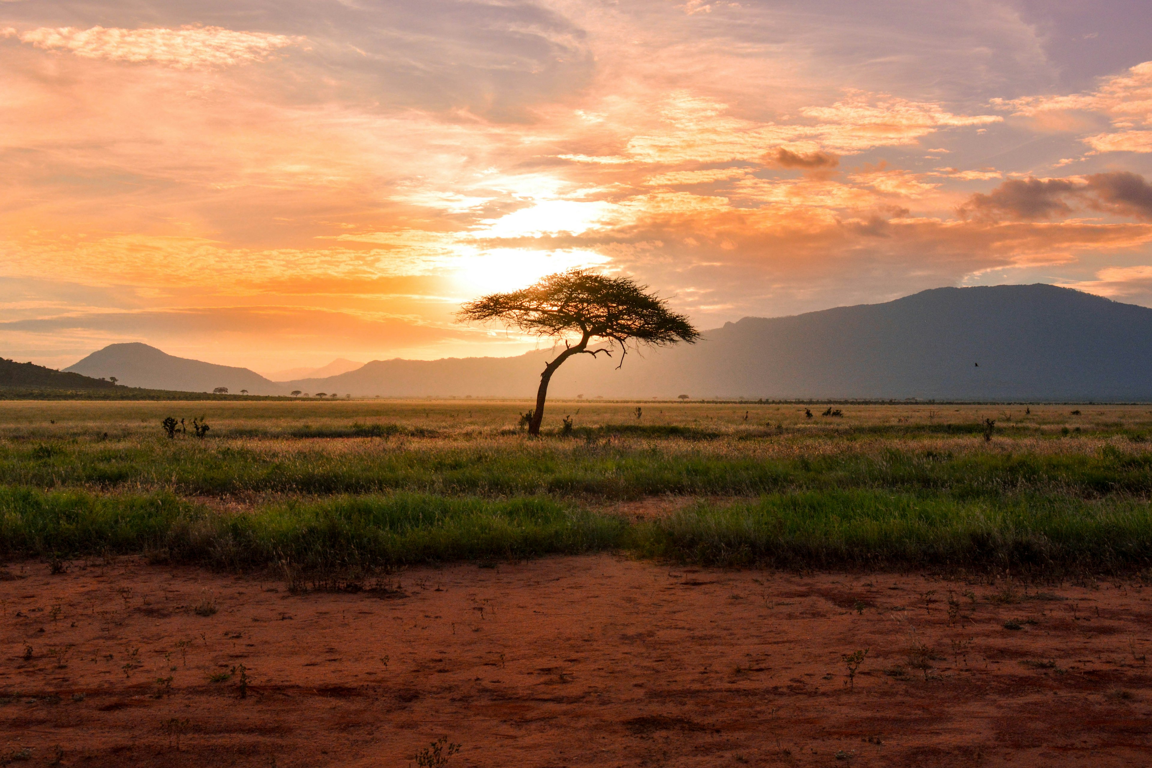 nella foto un albero nella savana alla luce del tramonto - nell'articolo le informazioni utili per un vuaggio in kenya