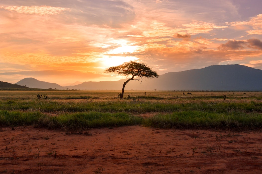 South Arica's Knysna desert land at sunset, with one singular tree and mountains in the distance 