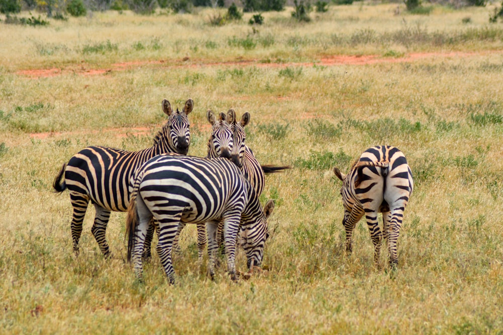 Zebra steht auf grünem Rasen