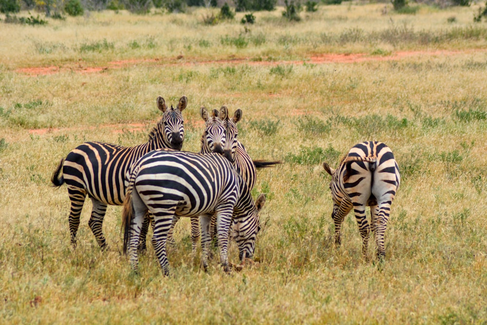 zebra em pé no campo de grama verde