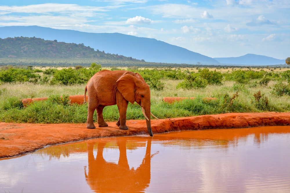 elefante recebendo água de sua tromba durante o dia
