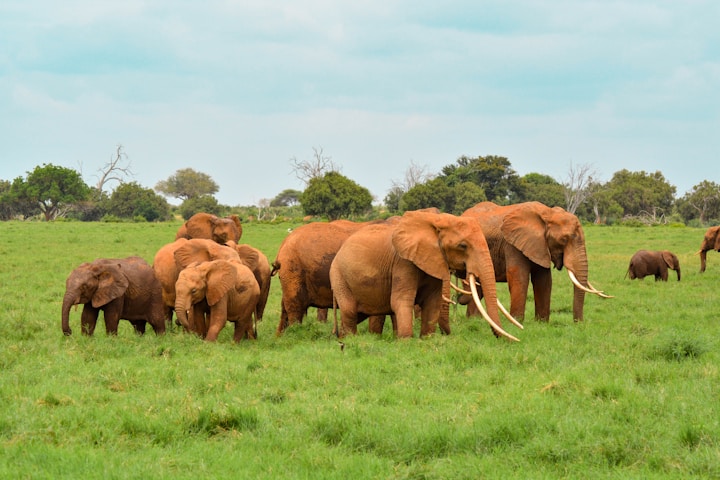 Safari in Kenya’s Maasai Mara with elephants – responsible wildlife tourism