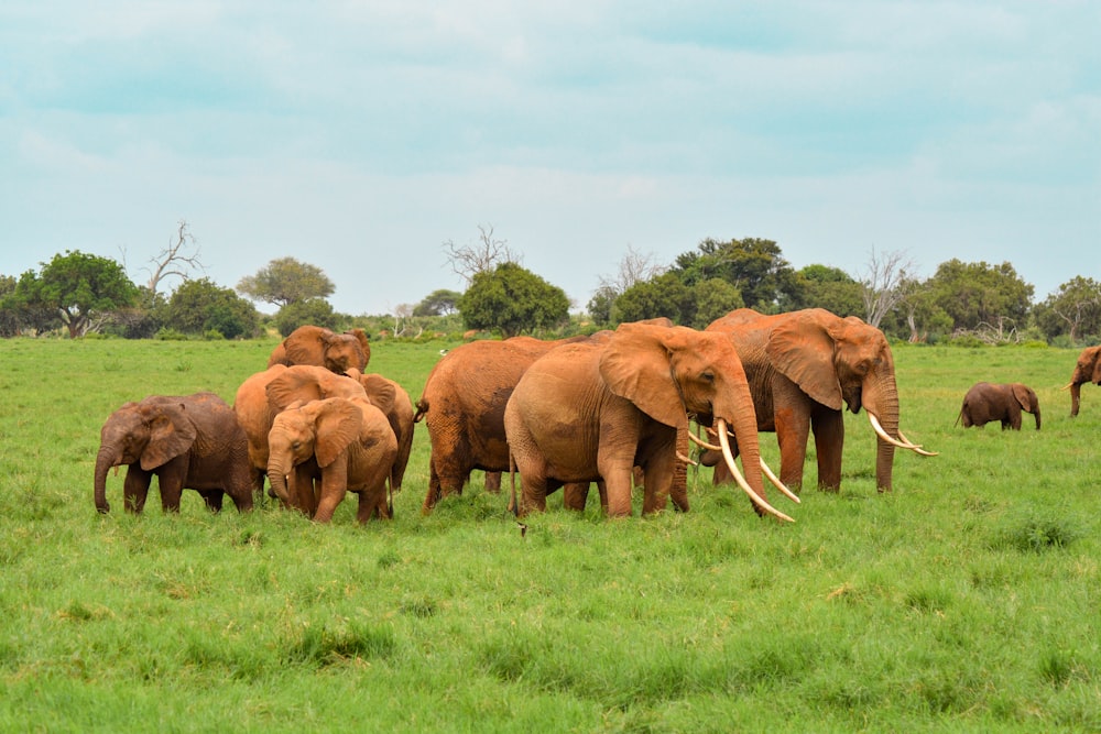 brown elephant on green grass field