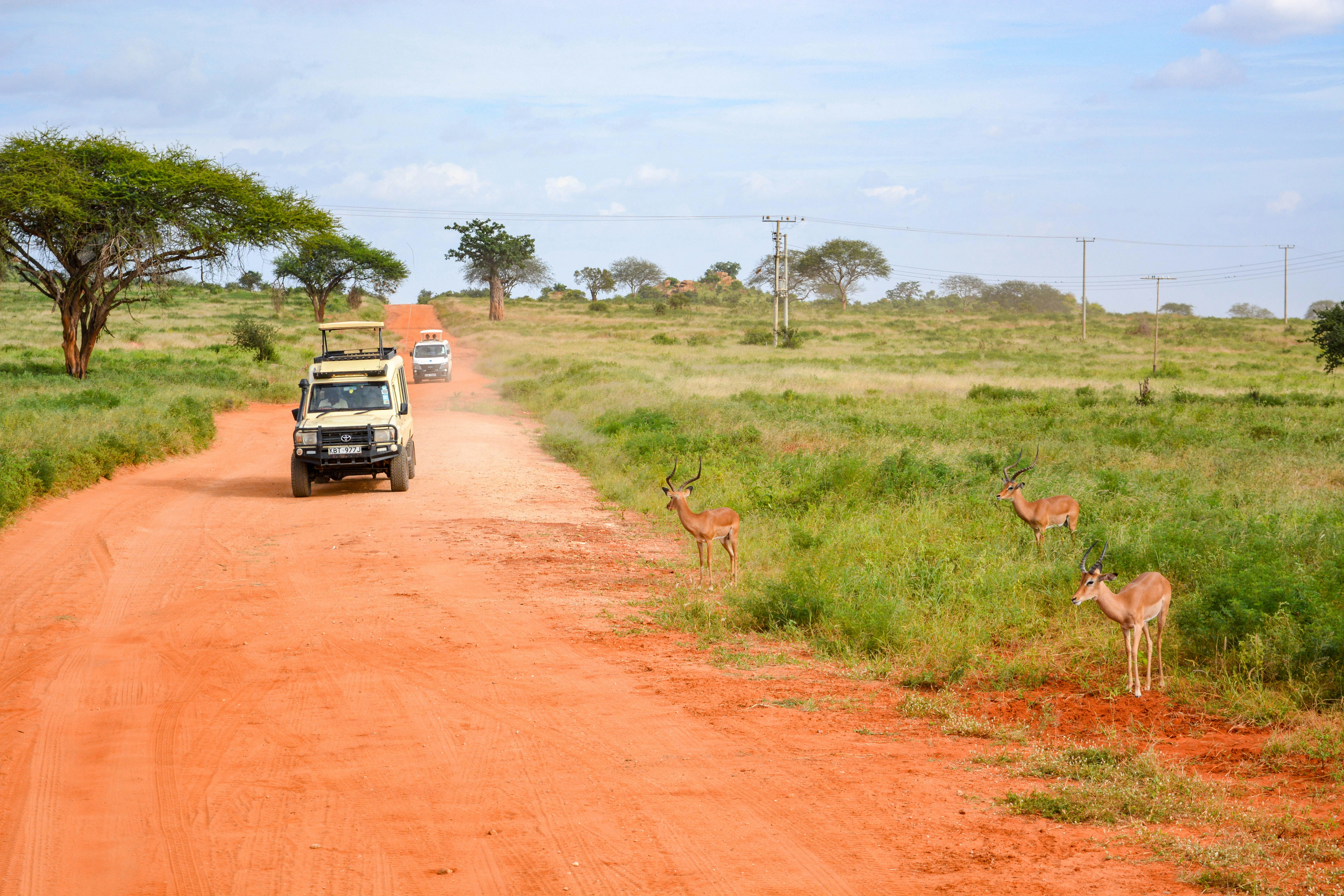 white vehicle surrounded by grass