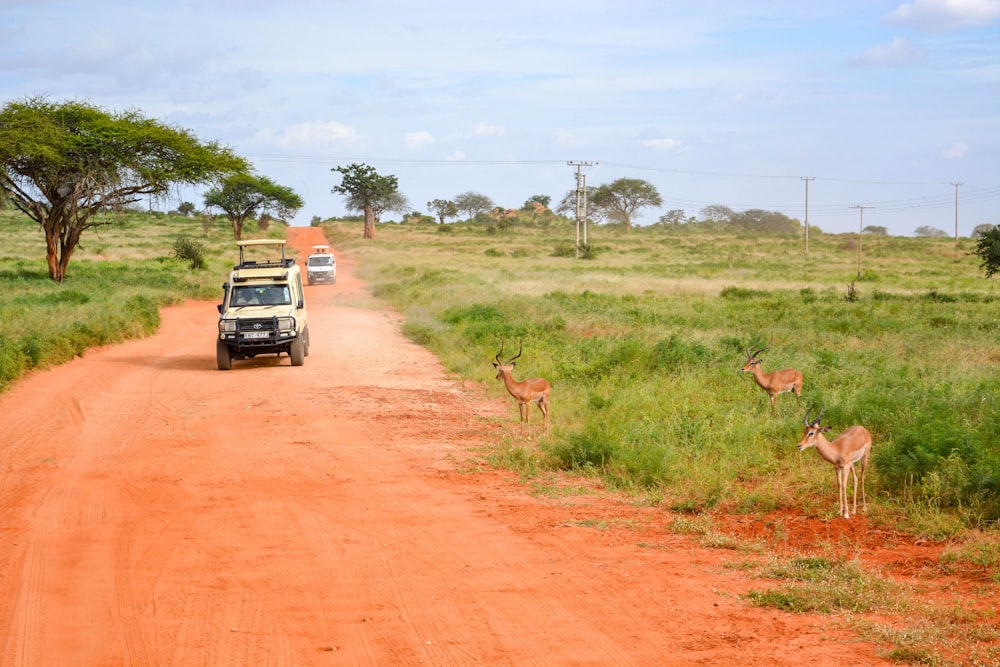 white vehicle surrounded by grass