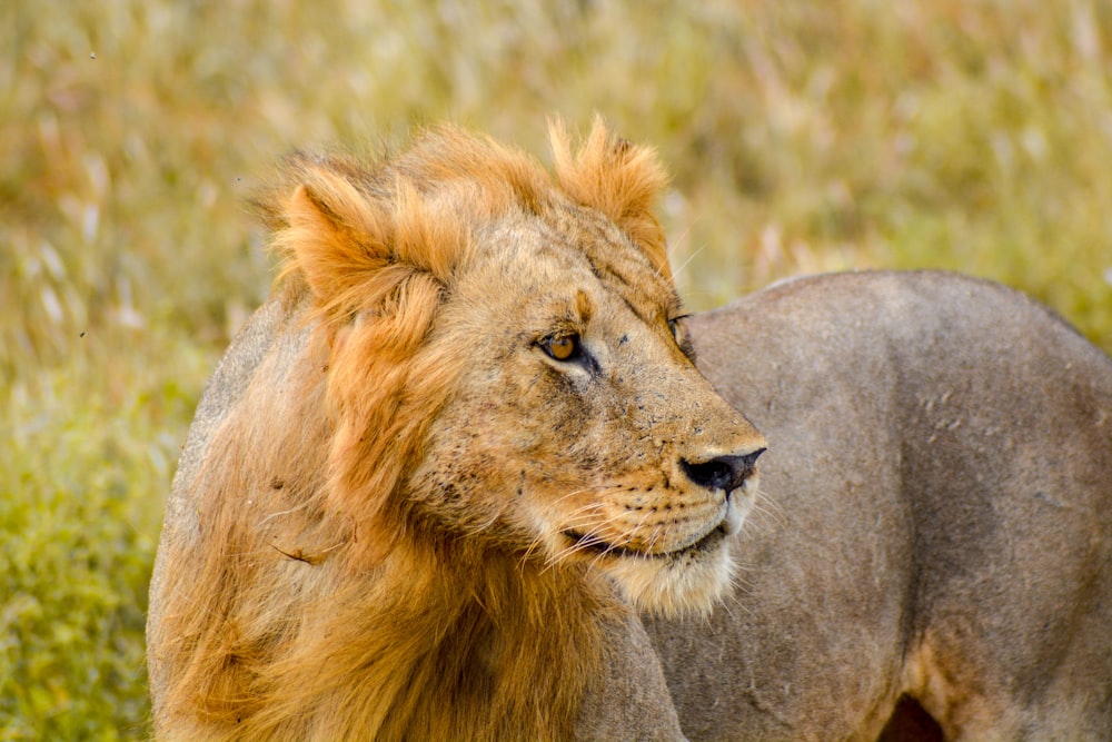 Fotografia em close-up do leão marrom