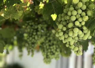 close-up photo of green berries