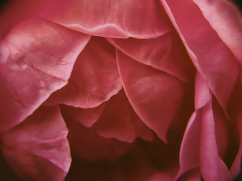 Close-up of delicate petals overlapping in a smooth, natural pattern