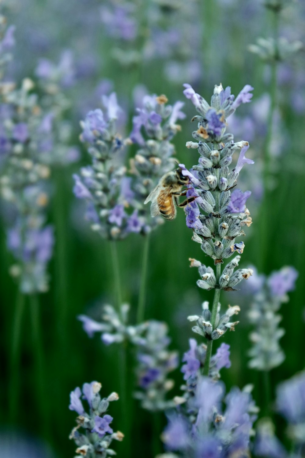 bee perched on purple flowers