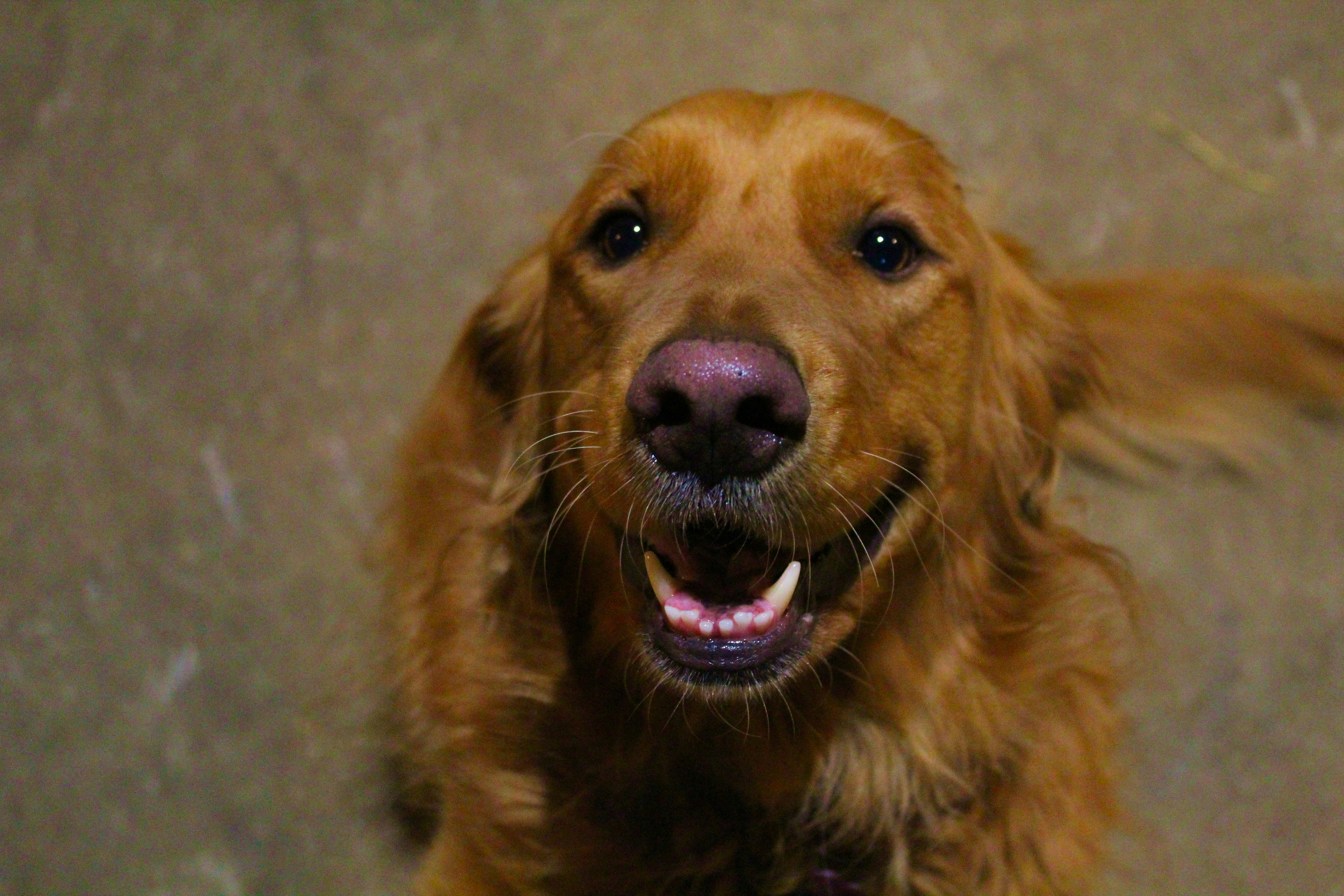 golden retriever 1 best free golden retriever, accessory, sport and