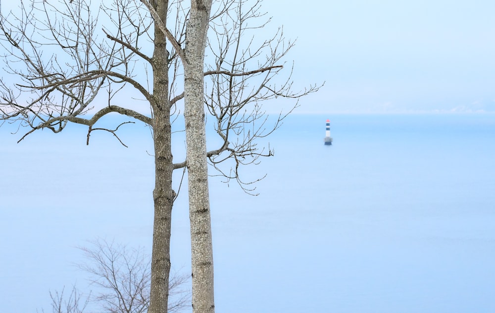 gray bare trees