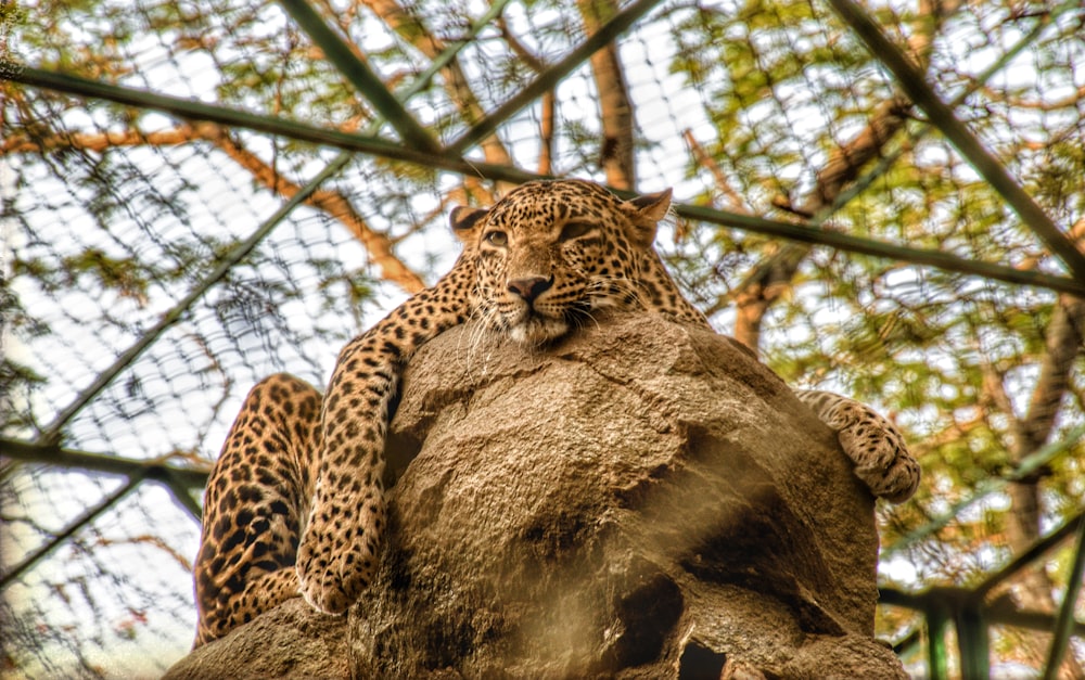 close up photo of leopard laying on rock