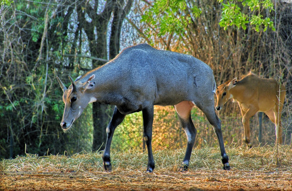 grey cow on open field during daytimer