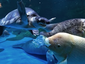 Pellet per tartarughe acquatiche