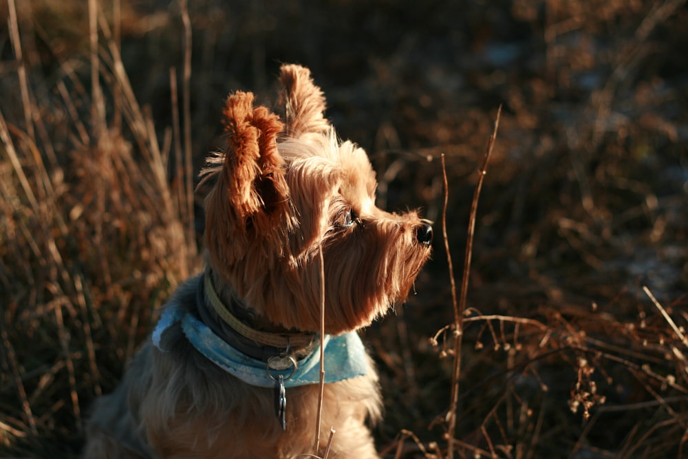 brown coated dog