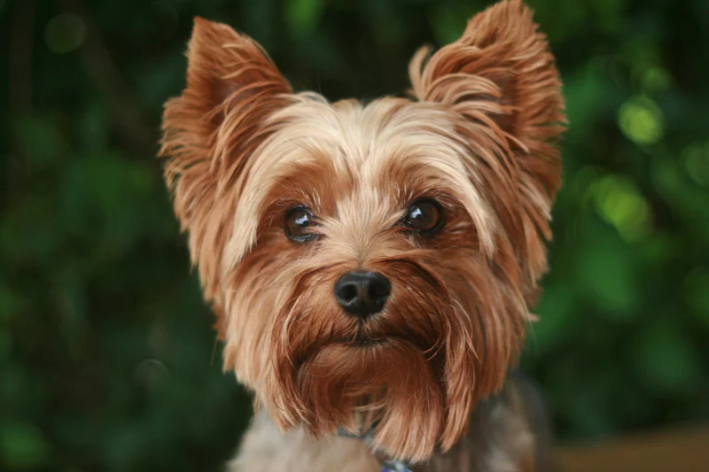 Ev içinde duran ipeksi tüylü Yorkshire Terrier